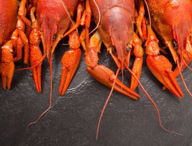 Haşlanmış kırmızı kerevides yemek hazır. Bira aperatif. Kerevit bira için. Kerevit taş kayrak koyu arka plan üzerinde kırmızı haşlanmış. Metniniz için kopya alanı ile sınır tasarlamak