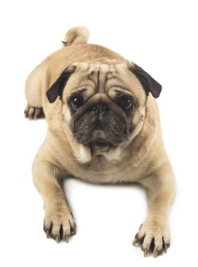 Beyaz arka plan üzerinde şirin pug yakın çekim