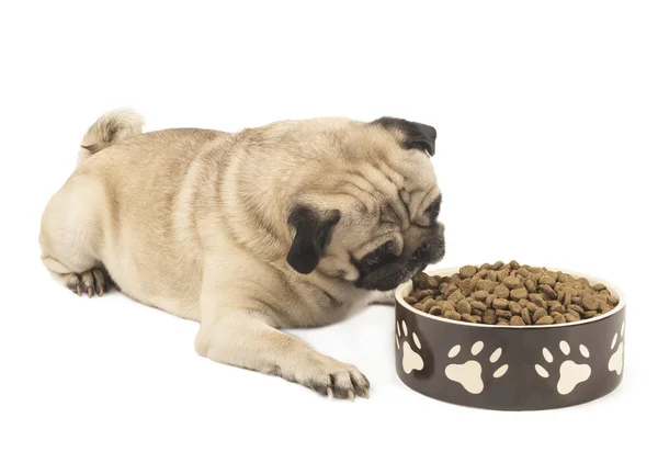 Schattige Mops Met Een Kom Van Droog Voedsel Close Geïsoleerd — Stockfoto