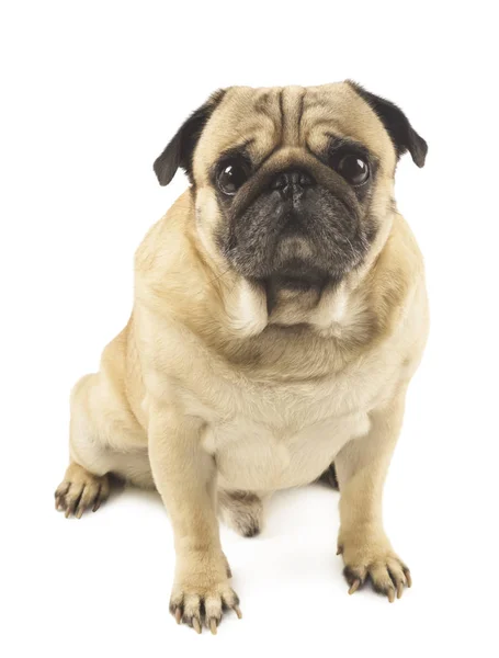 Cute Pug Close White Background — Stock Photo, Image