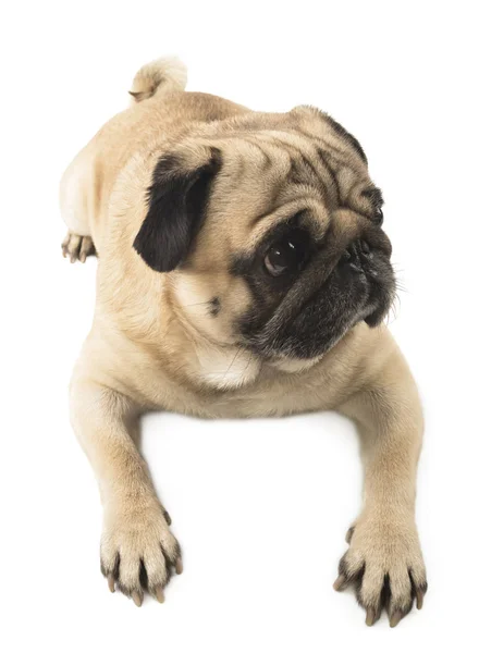 Cute Pug Close White Background — Stock Photo, Image