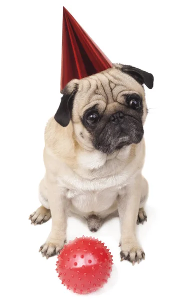 可爱的哈巴狗在喜庆的帽子和红色的球特写白色背景 — 图库照片