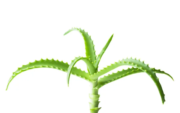 Hoja Fresca Aloe Vera Enfoque Selectivo — Foto de Stock