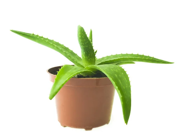 Čerstvý List Aloe Vera Selektivní Fokus — Stock fotografie