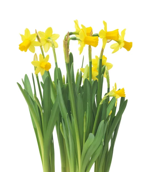 Spring Floral Border Beautiful Fresh Daffodils Flowers Isolated White Background — Stock Photo, Image