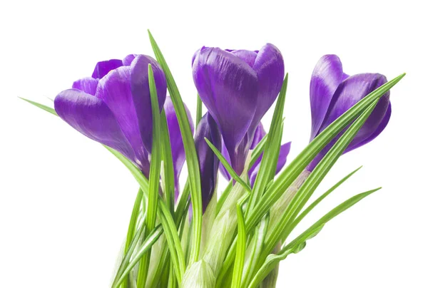 Detailní Záběr Krásné Krokusy Bílém Pozadí Čerstvé Jarní Květiny Fialový — Stock fotografie