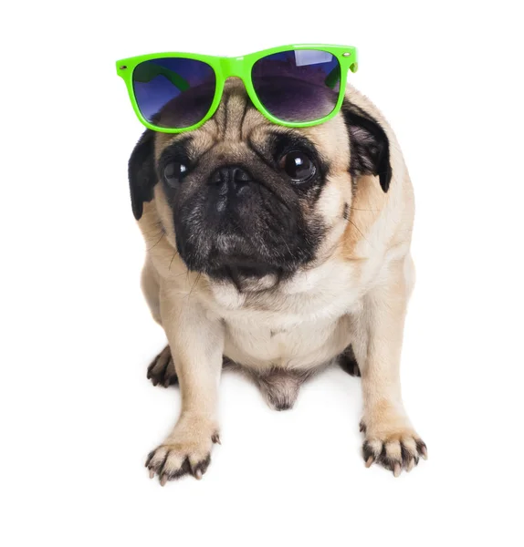 Lindo Pug Joven Con Gafas Primer Plano Sobre Fondo Blanco —  Fotos de Stock