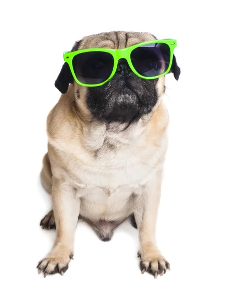 Cute Young Pug Glasses Close White Background — Stock Photo, Image