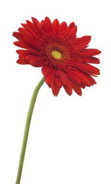 Gerbera çiçek (Gerbera jamesonii) beyaz bir arka plan üzerinde kırmızı