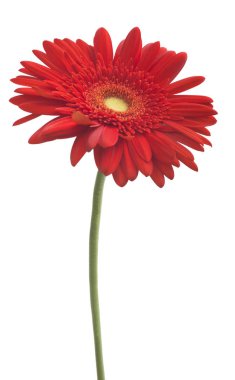 Gerbera çiçek (Gerbera jamesonii) beyaz bir arka plan üzerinde kırmızı
