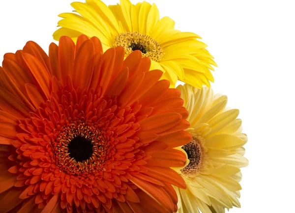 Bukett Blommor Gerbera Isolerad Vit Bakgrund — Stockfoto