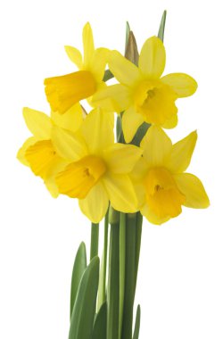 Bahar çiçekleri, güzel taze nergisler, beyaz arka planda izole edilmiş. Seçici odak