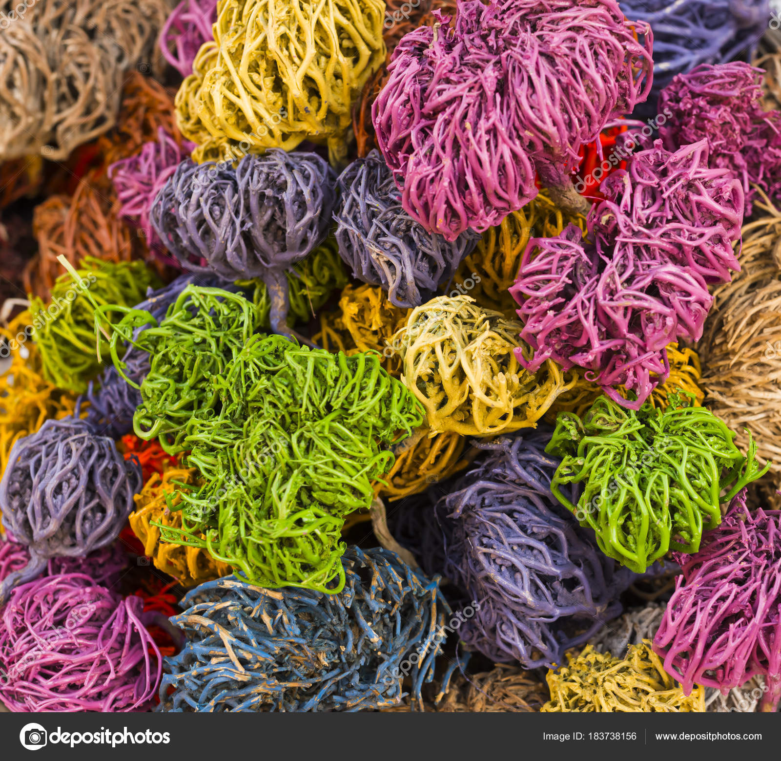 Rose Jericho Selaginella Lepidophylla Other Common Names Include Jericho Rose Stock Photo by