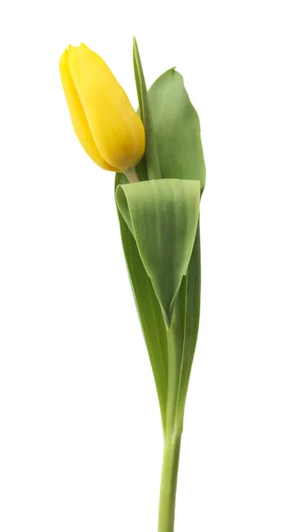 Single Detailed Yellow Tulip Isolated White Background Could Easily Used — Stock Photo, Image
