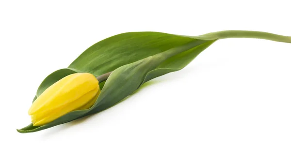 Enkel Detaljert Gul Tulipan Isolert Hvit Bakgrunn Kan Enkelt Brukes – stockfoto