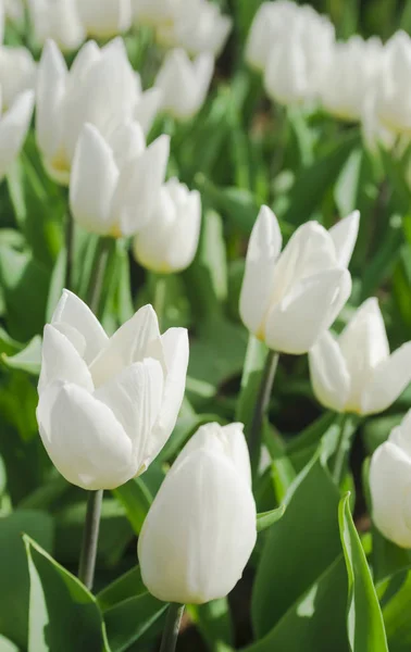 Güzel Beyaz Laleler Portre Çiçek Arka Plan Yaz Bahçe Peyzaj — Stok fotoğraf