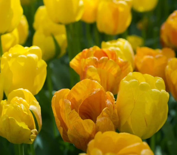 Güzel Iki Renkli Sarı Kırmızı Laleler Kapatın Bir Sürü Çiçek — Stok fotoğraf