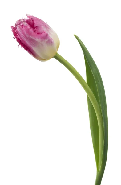 Individual Tulipán Rosa Detallado Aislado Sobre Fondo Blanco Podría Usarse — Foto de Stock