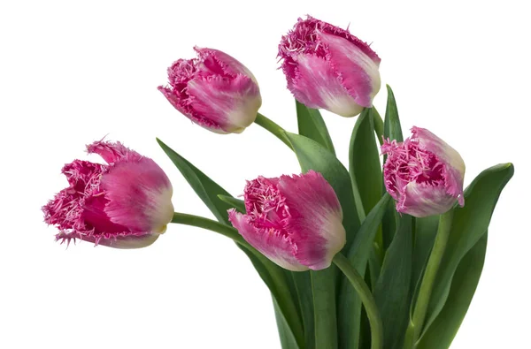 一束粉红色的郁金香 复制空间 春季鲜花 母亲节样机 情人节或婚宴贺卡 — 图库照片