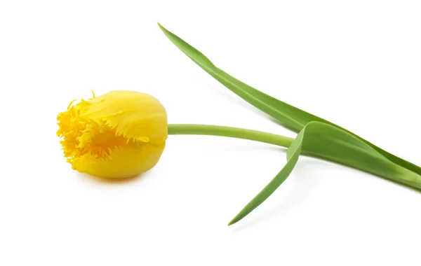 Egy Részletes Sárga Tulipán Elszigetelt Fehér Background Könnyen Használható Művészeti — Stock Fotó