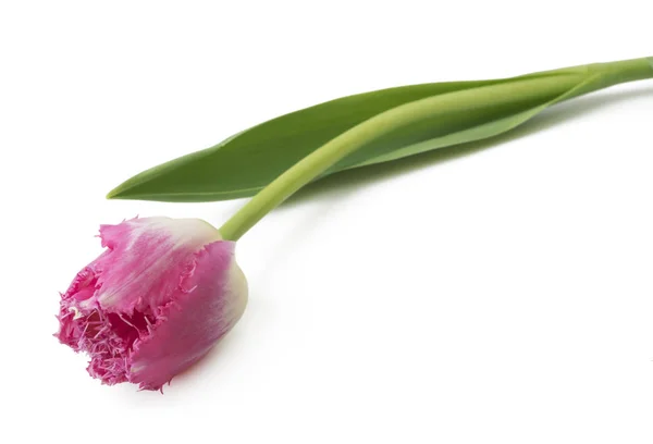 Enkel Detaljert Rosa Tulipan Isolert Hvit Bakgrunn Kan Enkelt Brukes – stockfoto