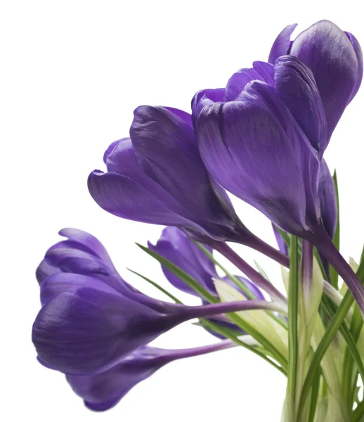 Prachtige Crocus Witte Achtergrond Verse Lentebloemen Violet Crocus Bloemen Boeket — Stockfoto