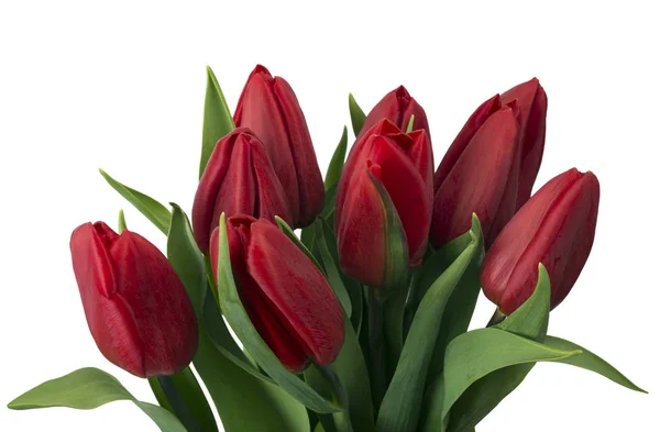 Boeket Van Rode Tulpen Kopie Ruimte Lente Verse Bloemen Mockup — Stockfoto