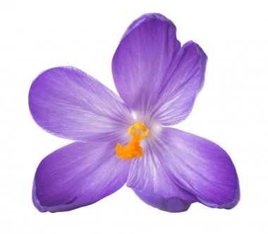 Close up of saffron flowers isolated on white background clipart