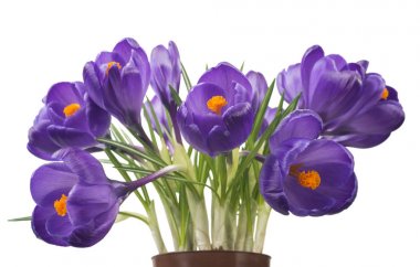 Beyaz arka planda - taze bahar çiçekleri güzel Çiğdem. Menekşe bitkisi çiçeği buketi. (seçici odak)