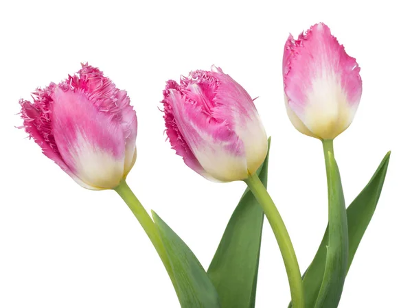 Tres Tulipanes Rosados Detallados Aislados Sobre Fondo Blanco Podría Usarse —  Fotos de Stock