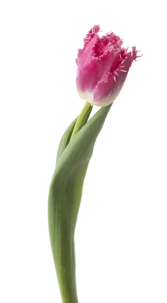 Individual Tulipán Rosa Detallado Aislado Sobre Fondo Blanco Podría Usarse —  Fotos de Stock