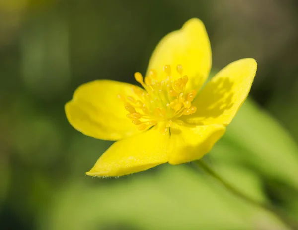 最初の春に黄色の花をクローズ アップ 選択と集中 — ストック写真