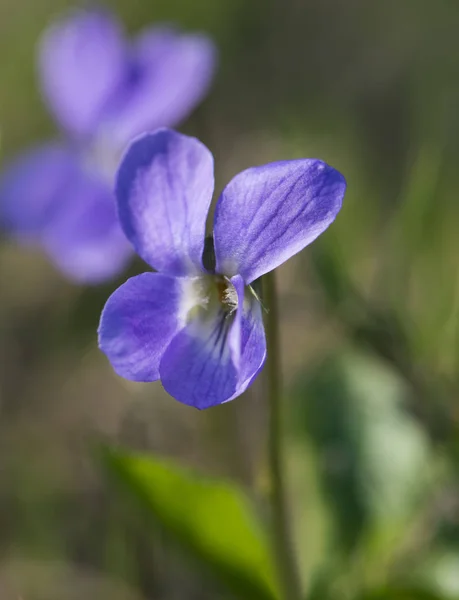 First Spring Violet Flowers Close Selective Focus — Stock Photo, Image