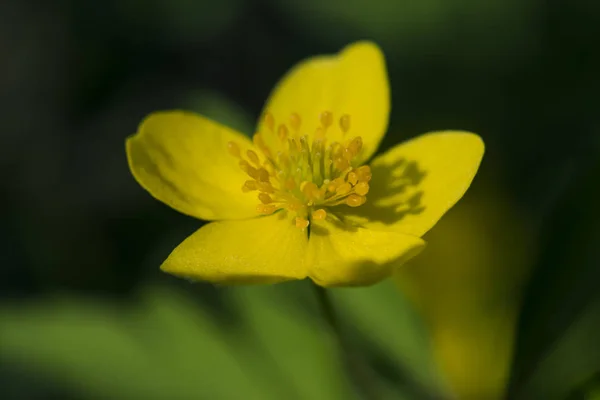 最初の春に黄色の花をクローズ アップ 選択と集中 — ストック写真