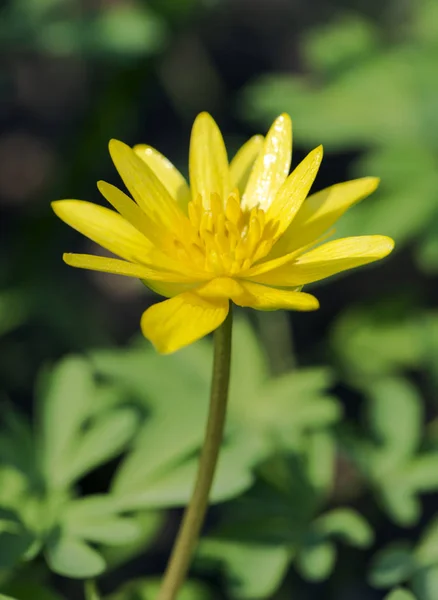 First Yellow Spring Flowers Close Selective Focus — Stock Photo, Image