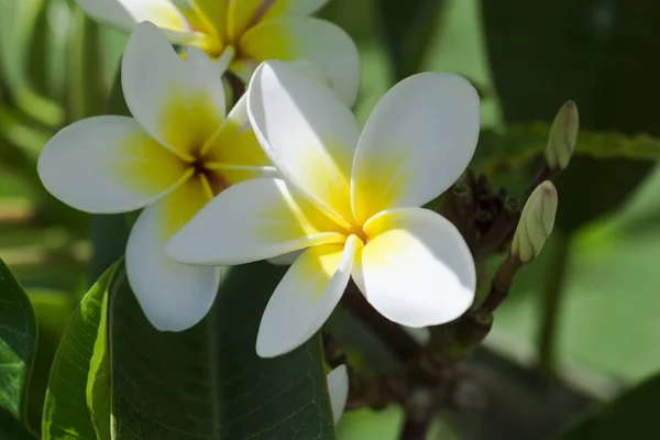 Grupo Amarelo Branco Frangipani Plumeria Dia Ensolarado Com Fundo Natural — Fotografia de Stock