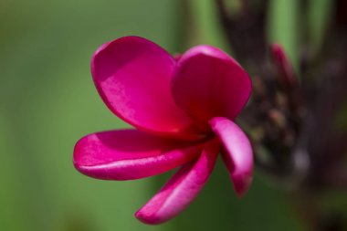 pembe çiçekler (Frangipani, Plumeria) doğal arka plan ile güneşli bir günde gurup. (seçici odak)
