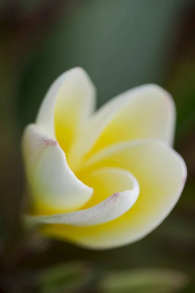 Pureza Das Flores Brancas Plumeria Frangipani Flor Árvore Tropical Foco — Fotografia de Stock