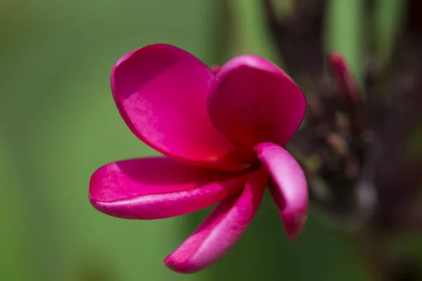 Grupp Rosa Blommor Frangipani Plumeria Solig Dag Med Naturlig Bakgrund — Stockfoto