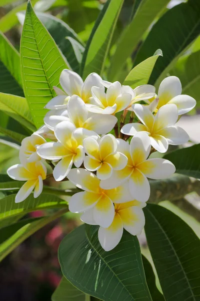 Pureza Das Flores Brancas Plumeria Frangipani Flor Árvore Tropical Foco — Fotografia de Stock