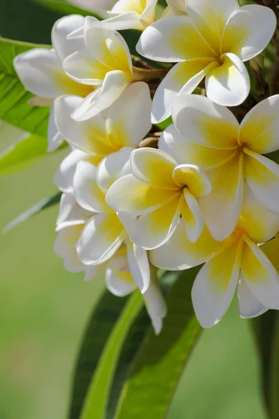 Purezza Fiori Bianchi Plumeria Frangipani Fioritura Albero Tropicale Focus Selettivo — Foto Stock