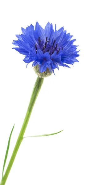 Hermoso Aciano Azul Aislado Sobre Fondo Blanco Enfoque Selectivo —  Fotos de Stock