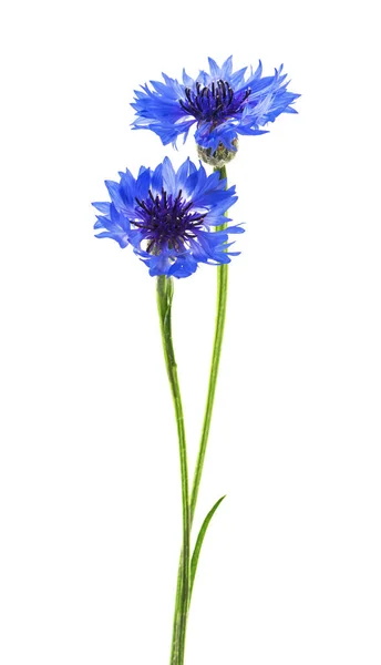 Duas Flores Azuis Cornflower Isoladas Fundo Branco Foco Seletivo — Fotografia de Stock