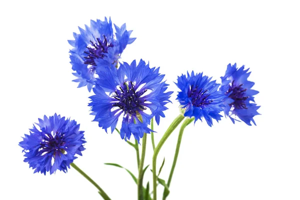 白い背景に分離された青のヤグルマギクの花束 選択と集中 — ストック写真