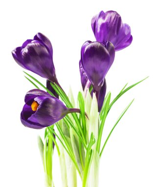Beyaz arka planda - taze bahar çiçekleri güzel Iridaceae kapatın. Menekşe bitkisi çiçeği buketi. (seçici odak)