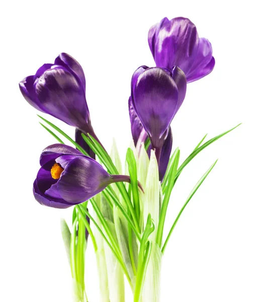 Close Beautiful Crocus White Background Fresh Spring Flowers Violet Crocus — Stock Photo, Image