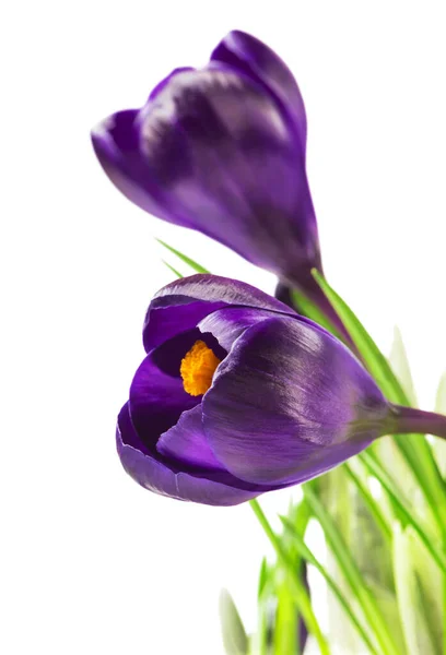 Nahaufnahme Von Schönen Krokussen Auf Weißem Hintergrund Frische Frühlingsblumen Violette — Stockfoto