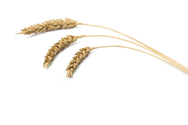 Спелые Колосья Пшеницы Белом Фоне — стоковое фото
