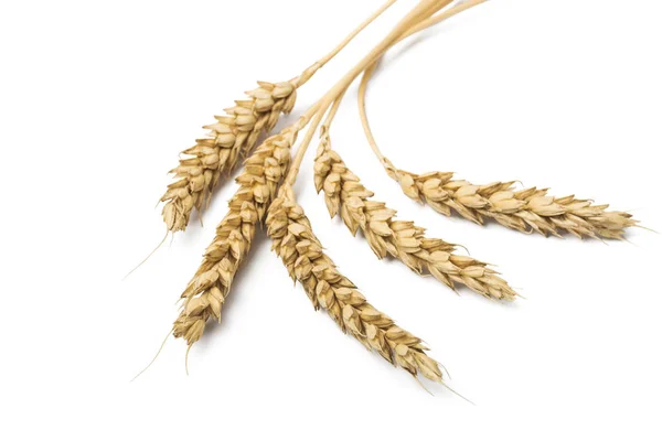 Довгі Вуха Пшениці Ізольовані Білому Тлі — стокове фото