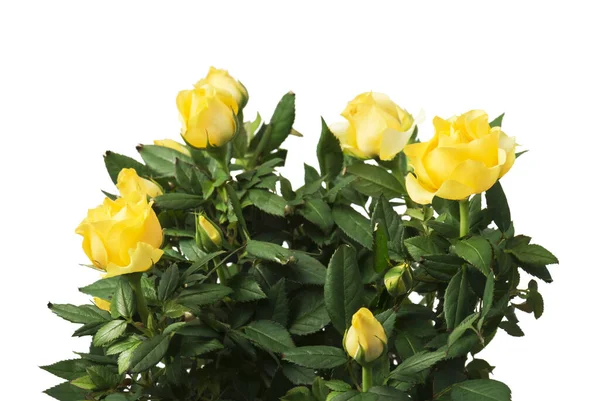 Rosas Amarillas Una Olla Sobre Fondo Blanco —  Fotos de Stock